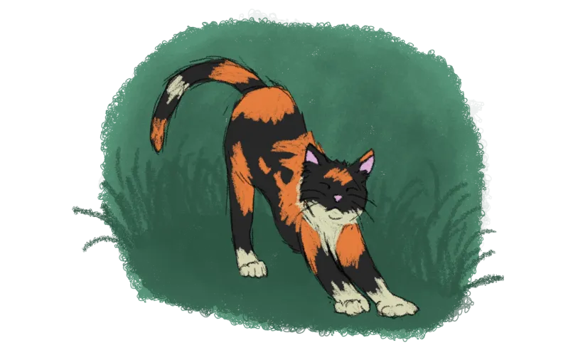 calico cat stretching